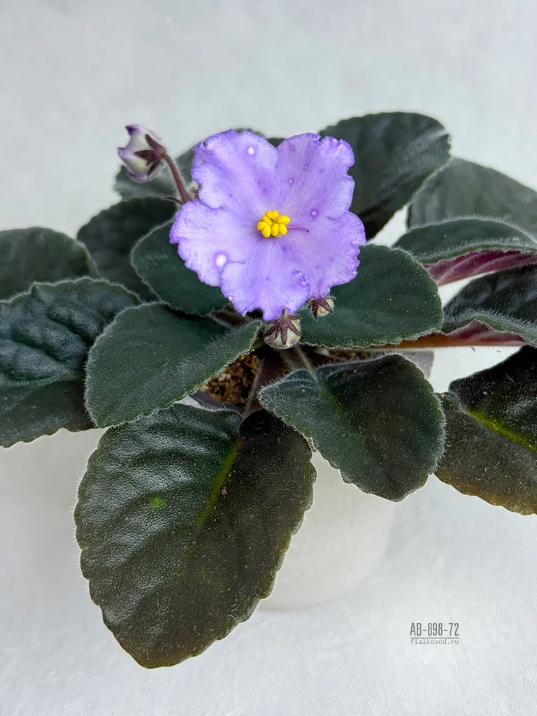 Субботние рабочие моменты. Горошки