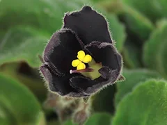 Фото Фиалка АВ-786-2, сеянец