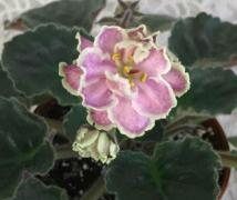 ЛФ-Куколка 