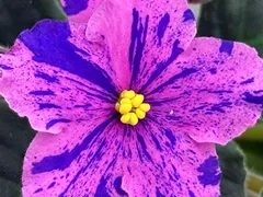 Фото Фиалка АВ-898-136, сеянец