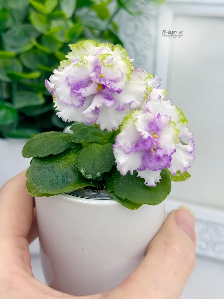 Фото Фиалка АВ-Амурчик (856-125)