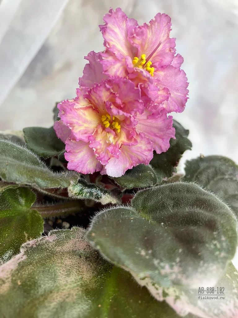 Фото Фиалка АВ-880-102, сеянец