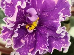 Фото Фиалка Dn-Парижские Тайны