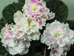 ЛЕ-Суламифь