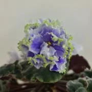 Фото Фиалка РМ-Руслана