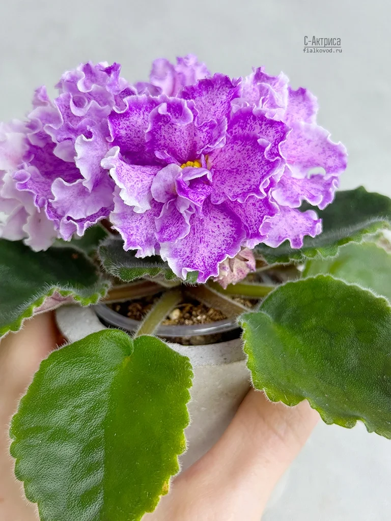 Фото Фиалка С-Актриса (25-70)