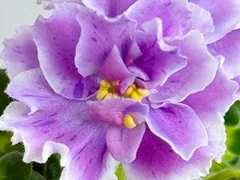 Фото Фиалка АВ-850-68, сеянец