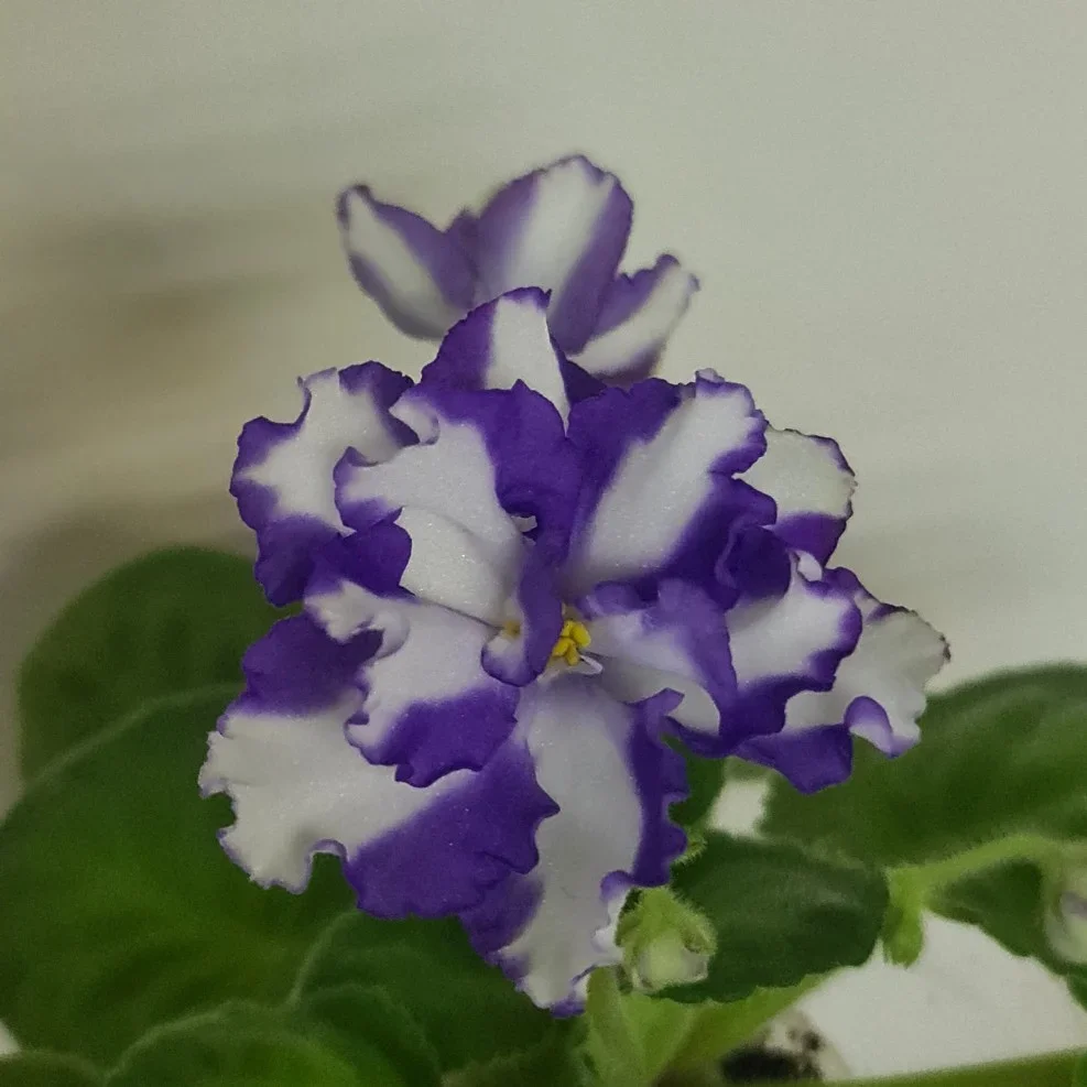 Фото Фиалка Jenny's Delight