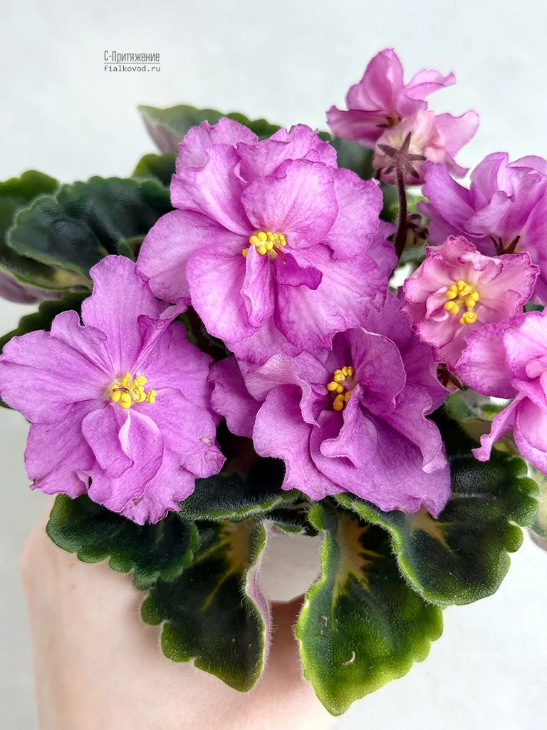 Наши новые фиалки