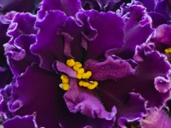 Ma's Purple Poodle