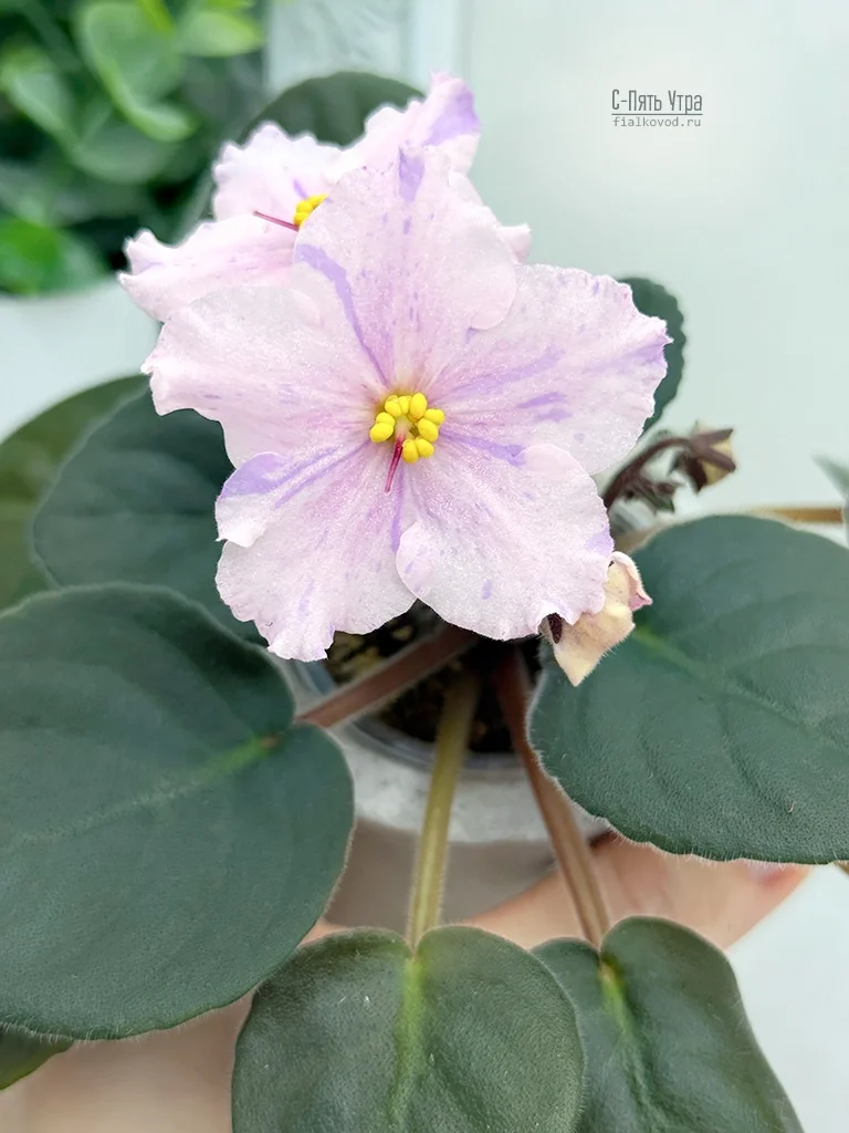 Фото Фиалка С-Пять Утра (25-72)