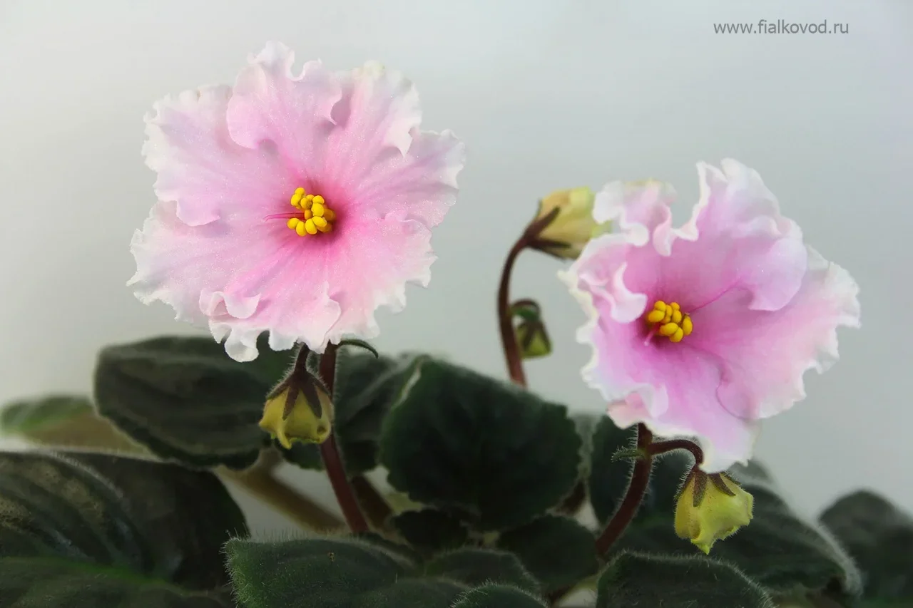 Фото Фиалка АВ-770-89, сеянец