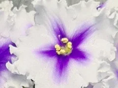 Фото Фиалка ЛЕКО-Новогодняя Игрушка