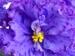 Фото Фиалка С-Дельфиниум (897-42)