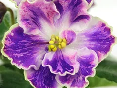 Фото Фиалка АВ-816-698, сеянец