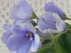 Фото Фиалка Н-Аватар