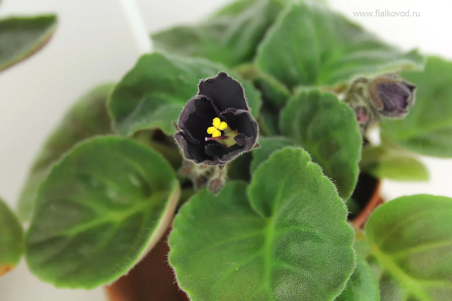 Фото Фиалка АВ-786-2, сеянец