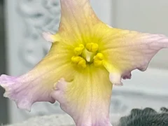 Фото Фиалка АВ-903-4, сеянец