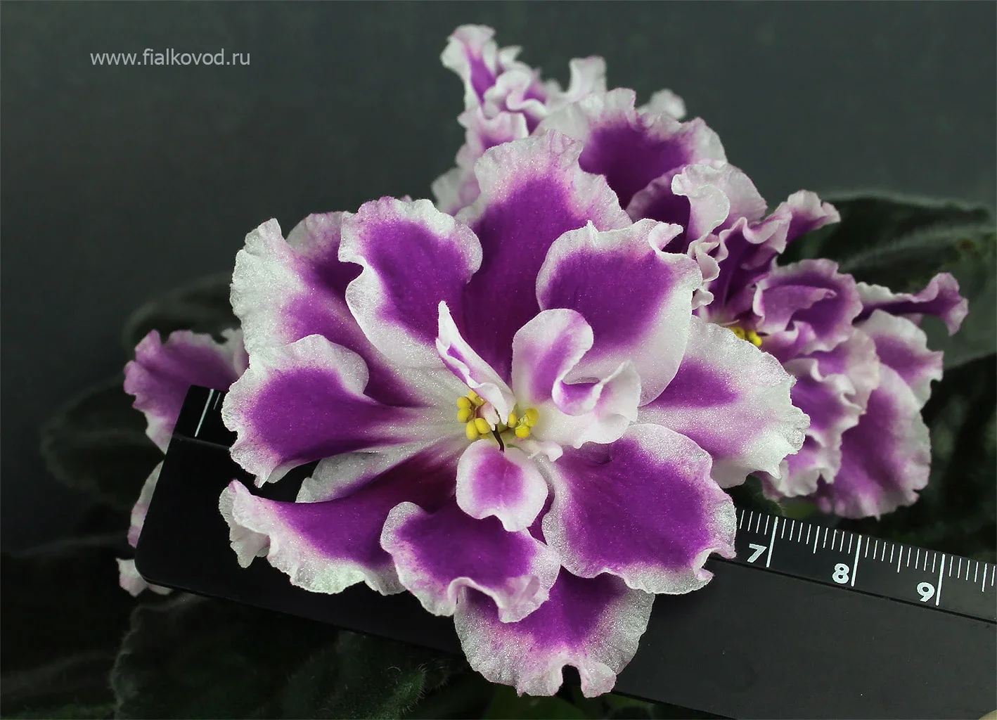 АВ-Фурор (771-180).