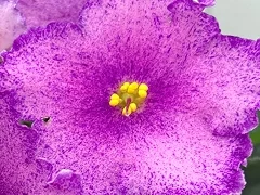 Фото Фиалка АВ-Самый Сок! (816-520)