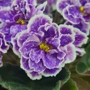 Фото Фиалка НиЛ-Дощ