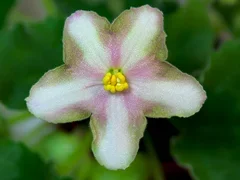 Фото Фиалка АВ-758-100