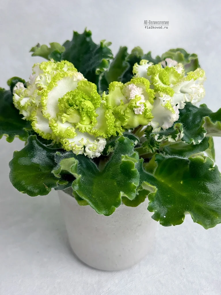 АВ-Великолепие