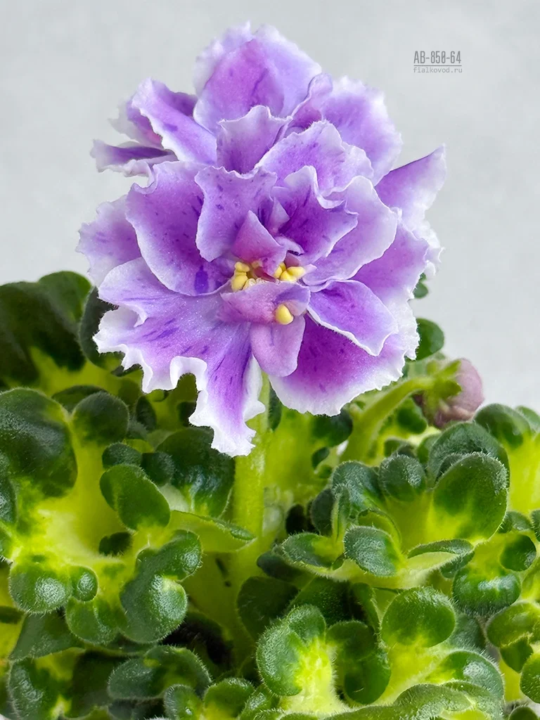Фото Фиалка АВ-850-68, сеянец