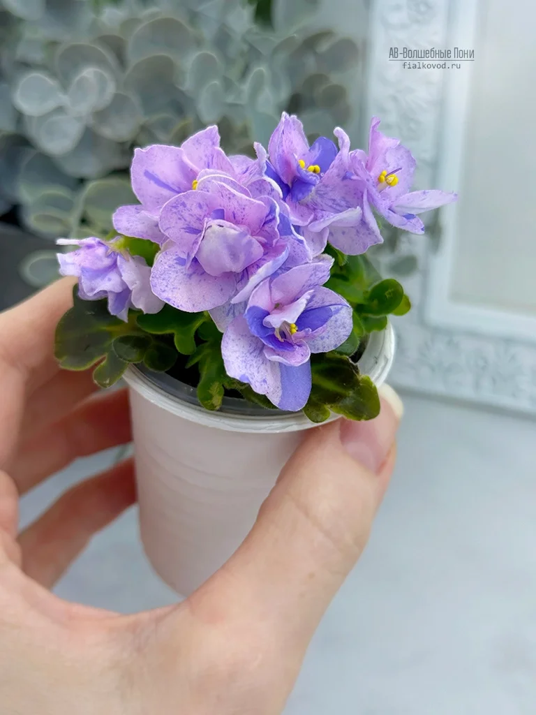 АВ-Волшебные Пони