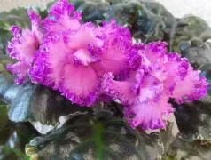 Фото Фиалка РС-Тропикана