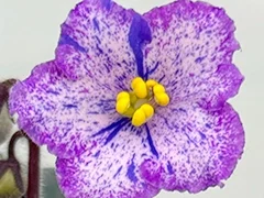 Фото Фиалка АВ-898-167, сеянец