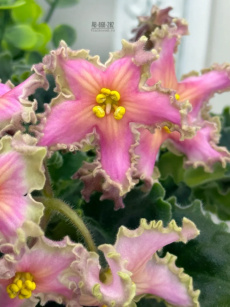 Субботние рабочие моменты. Потому что мы жадные!