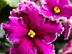 Фото Фиалка Black Tie Affair