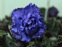 ЛЕ-Марина