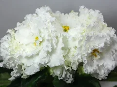 Фото Фиалка РМ-Королевские Кружева