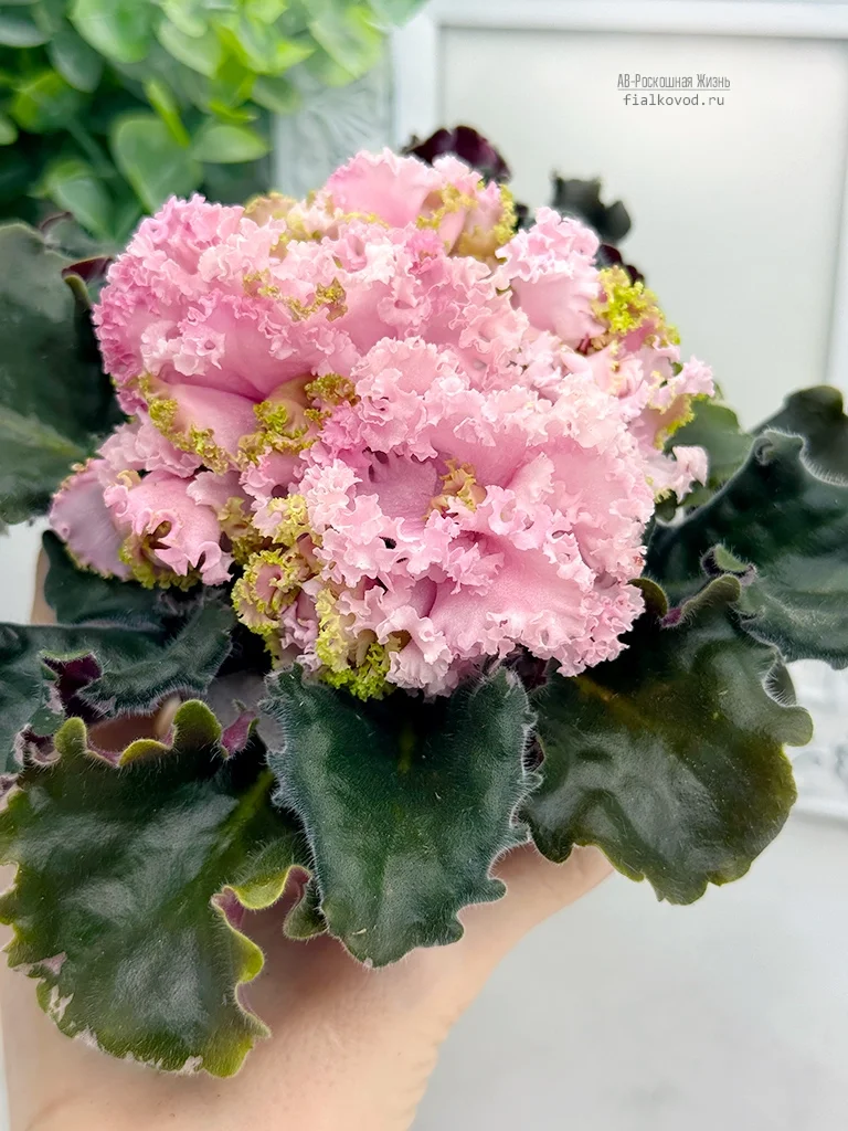 АВ-Роскошная Жизнь