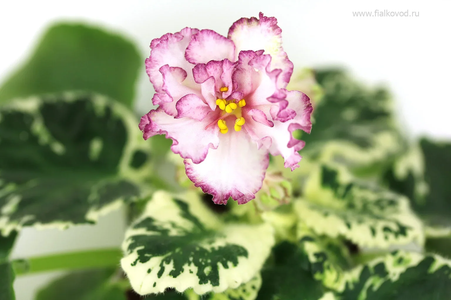 Фото Фиалка АВ-812-59, сеянец