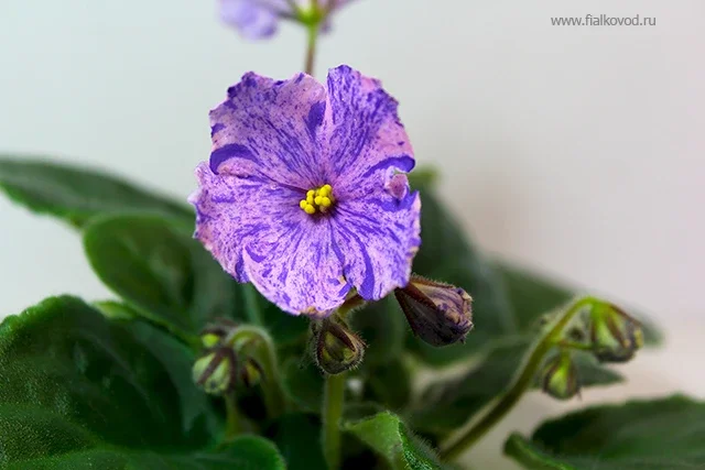 Сеянец-фантазийный колокольчик (АВ-769-4).