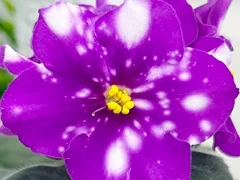 Фото Фиалка АВ-898-185, сеянец