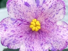 Фото Фиалка АВ-898-119, сеянец