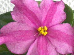 Kamon's Star