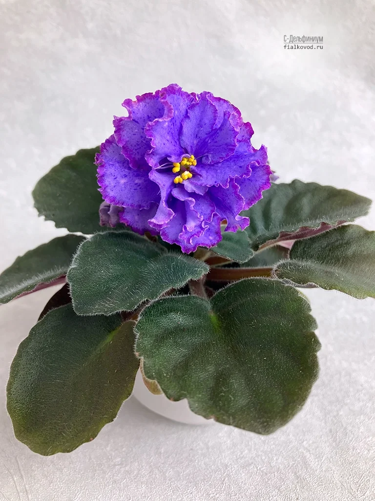 с-дельфиниум.jpg