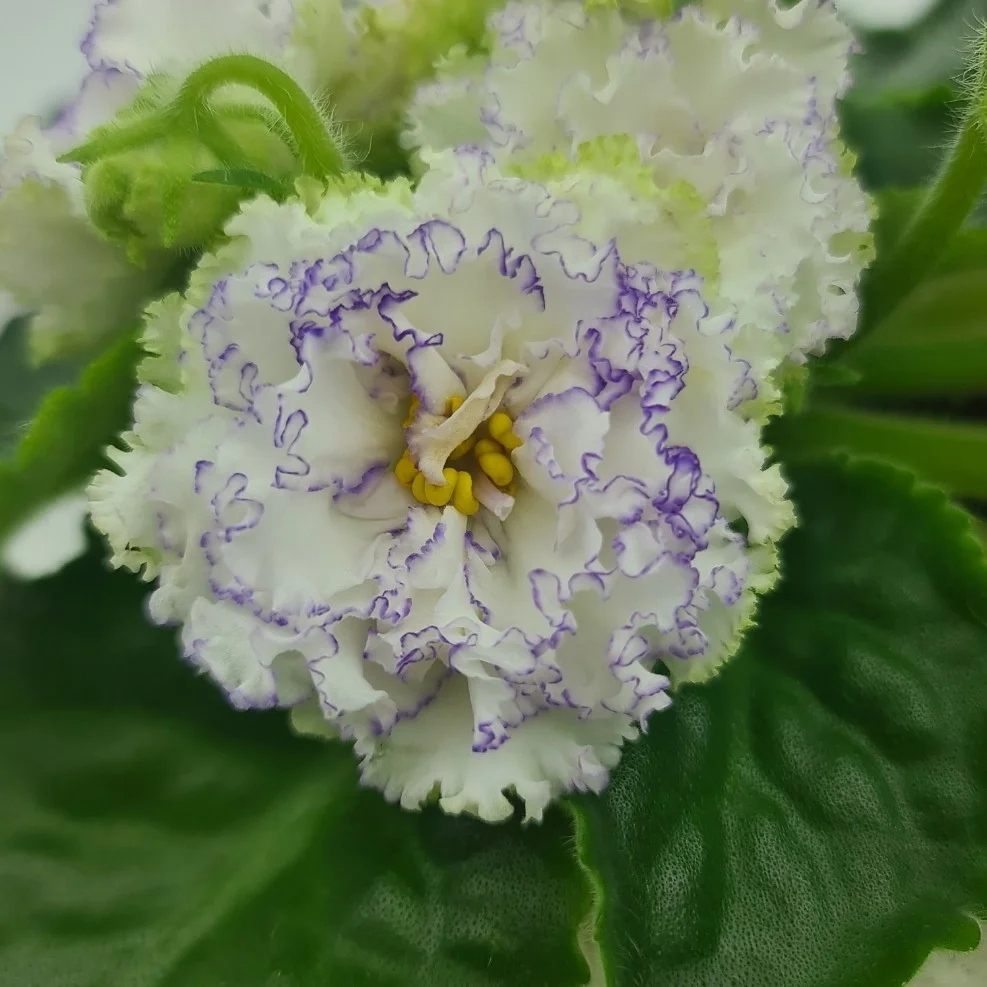 Фото Фиалка НК-Рiдний Край