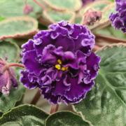 Ma's Purple Poodle