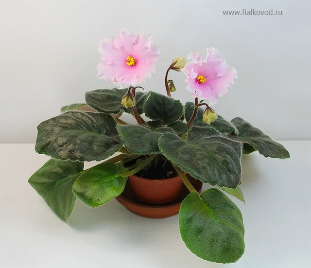 Колокольчики.