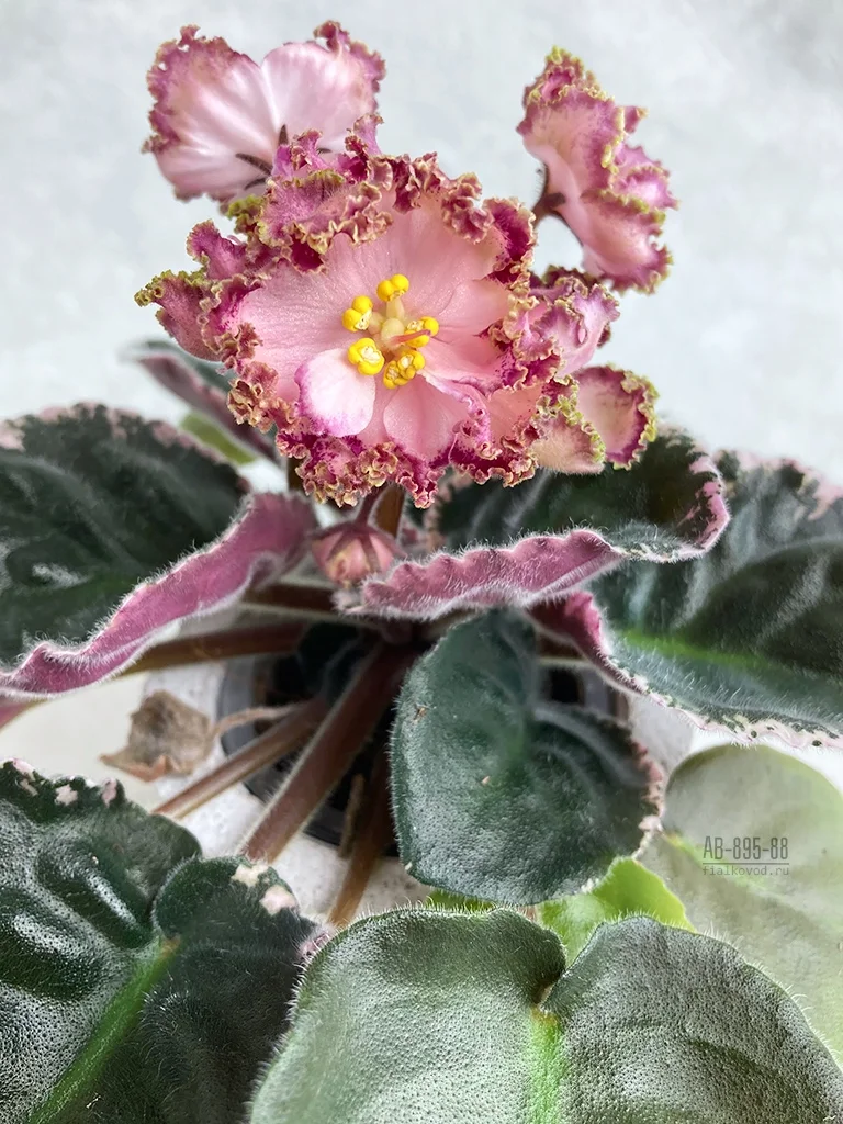 Фото Фиалка АВ-895-88, сеянец