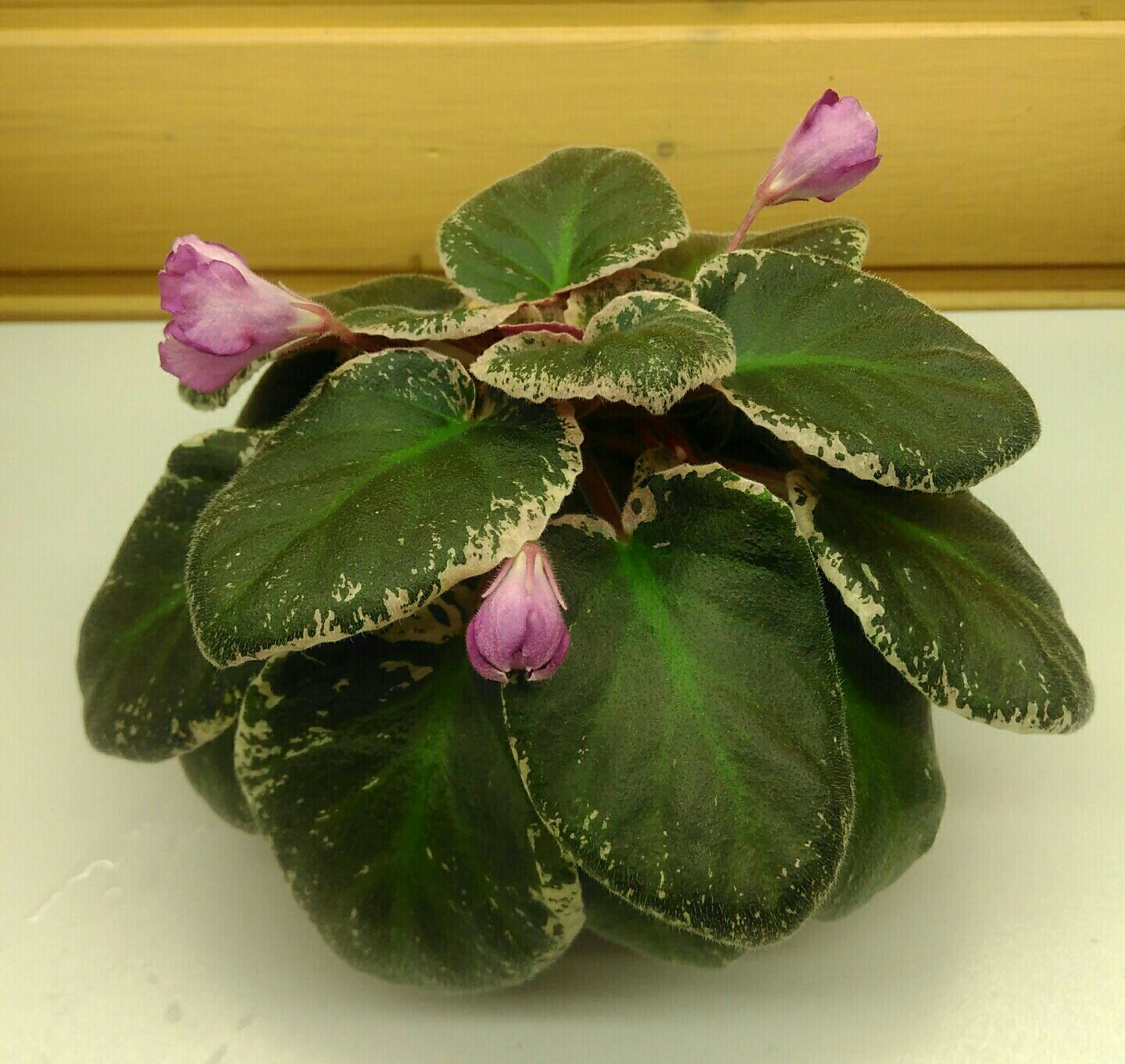 Photo 1