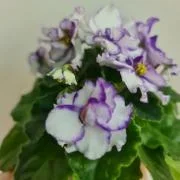 Фото Фиалка ЛЕ-Чеширский Кот