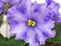 Фото Фиалка АВ-819-43, сеянец