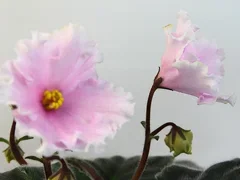 Фото Фиалка АВ-770-89, сеянец